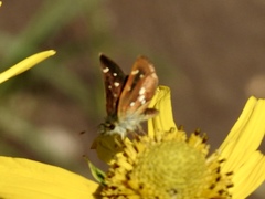 Piruna polingii