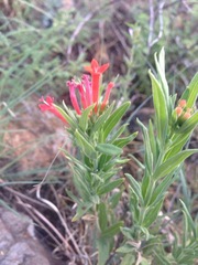 Bouvardia ternifolia