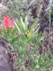 Bouvardia ternifolia