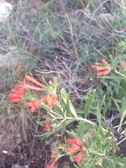 Bouvardia ternifolia