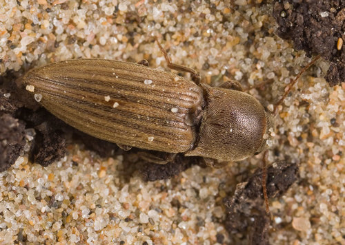 Lined Click Beetle, photo 2 of 10