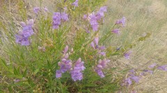 Penstemon venustus