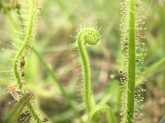 Drosera finlaysoniana