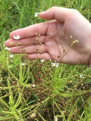 Drosera finlaysoniana