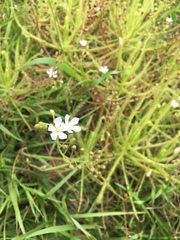 Drosera finlaysoniana