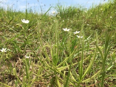Drosera finlaysoniana