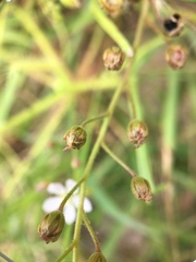 Drosera finlaysoniana