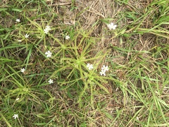 Drosera finlaysoniana