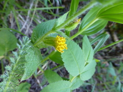 Arnica discoidea