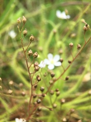 Drosera finlaysoniana