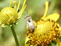 Anthophorula