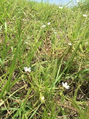 Drosera finlaysoniana