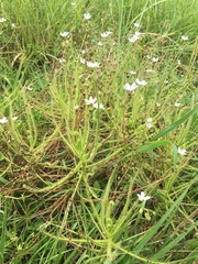 Drosera finlaysoniana
