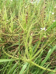 Drosera finlaysoniana