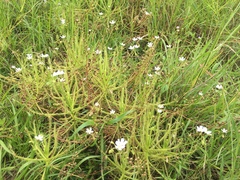 Drosera finlaysoniana