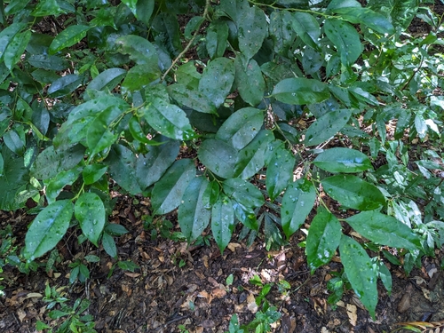 Ilex warburgii iNat (3)