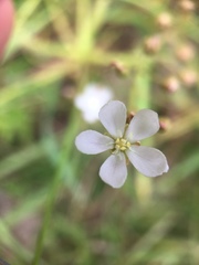 Drosera finlaysoniana
