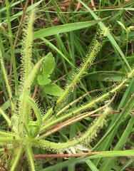 Drosera finlaysoniana