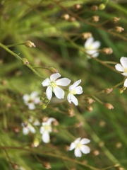 Drosera finlaysoniana