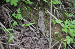 Diploderma yulongense