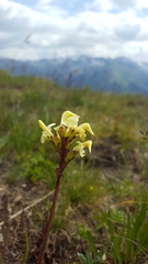 Pedicularis tuberosa