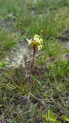 Pedicularis tuberosa