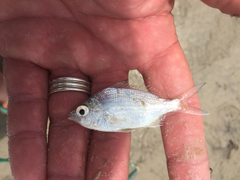 Eucinostomus argenteus