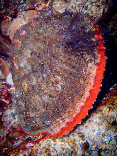Giant Rock Scallop