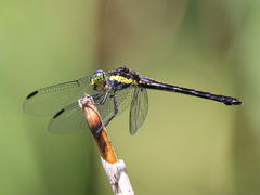 Agrionoptera longitudinalis biserialis