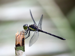 Agrionoptera longitudinalis biserialis