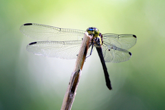 Agrionoptera longitudinalis biserialis