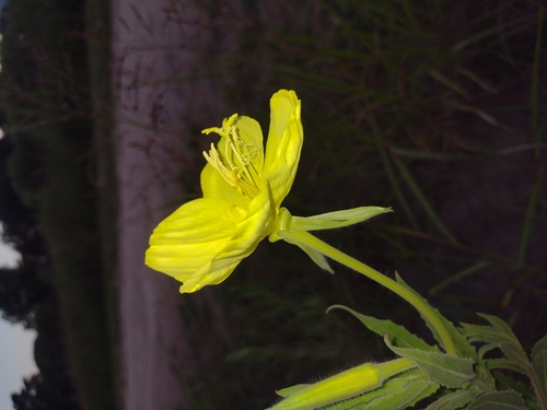 Image of Oenothera affinis by (c) María Zeta, some rights reserved (CC BY)