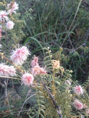 Mimosa dysocarpa