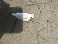 Leiostomus xanthurus