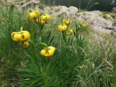 Lilium pyrenaicum