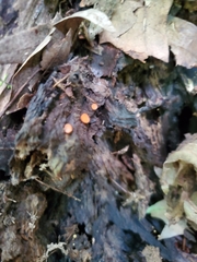 Scutellinia erinaceus