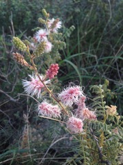 Mimosa dysocarpa