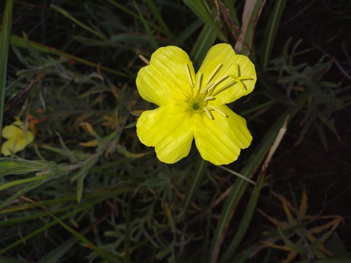 Image of Oenothera affinis by (c) María Zeta, some rights reserved (CC BY)