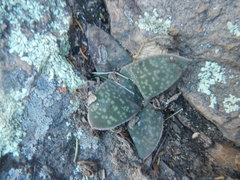 Gasteria vlokii
