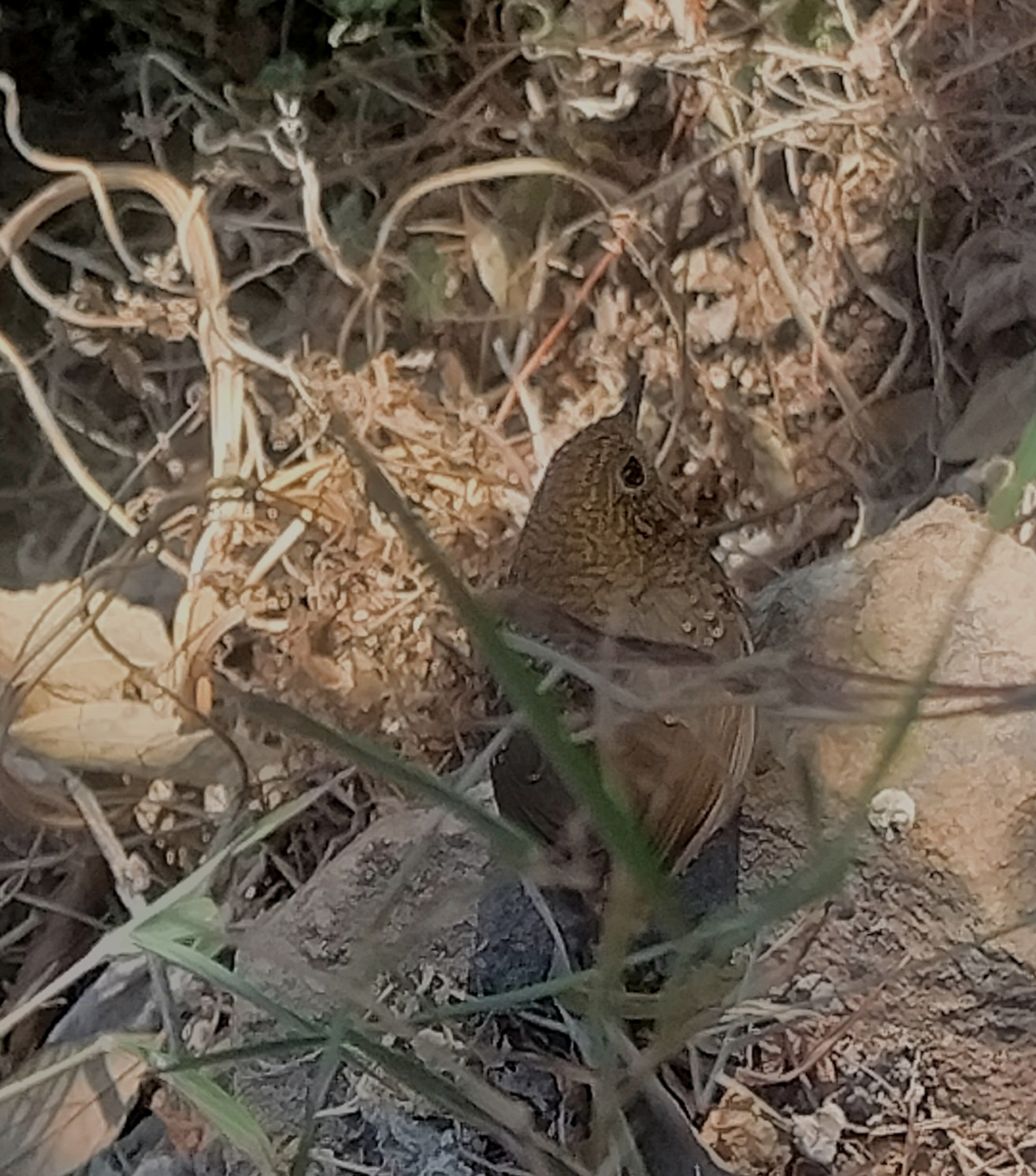 Scaly-breasted Cupwing