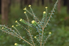 Pimelea flava