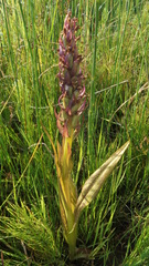 Dactylorhiza incarnata cruenta