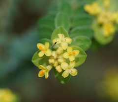 Pimelea flava