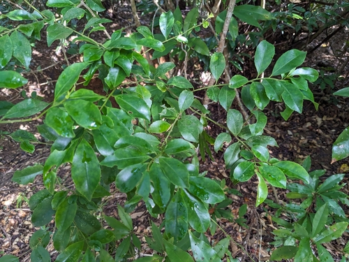 Ilex liukiuensis iNat (3)