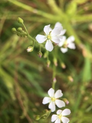 Drosera finlaysoniana