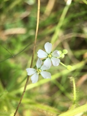 Drosera finlaysoniana
