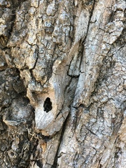 Hysterium angustatum