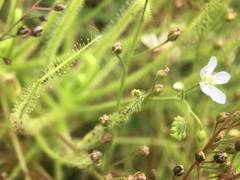 Drosera finlaysoniana