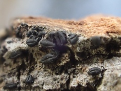 Hysterium angustatum