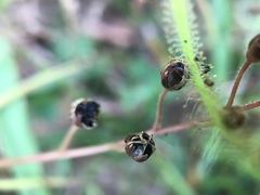 Drosera finlaysoniana
